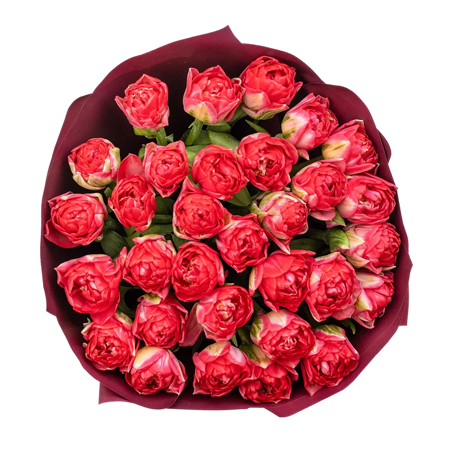 Букет из 31 красного махрового тюльпана Памплона (02404)