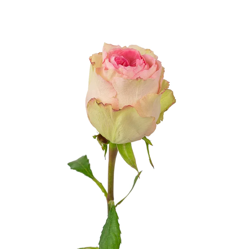 Роза розовая Эсперанс (00064)