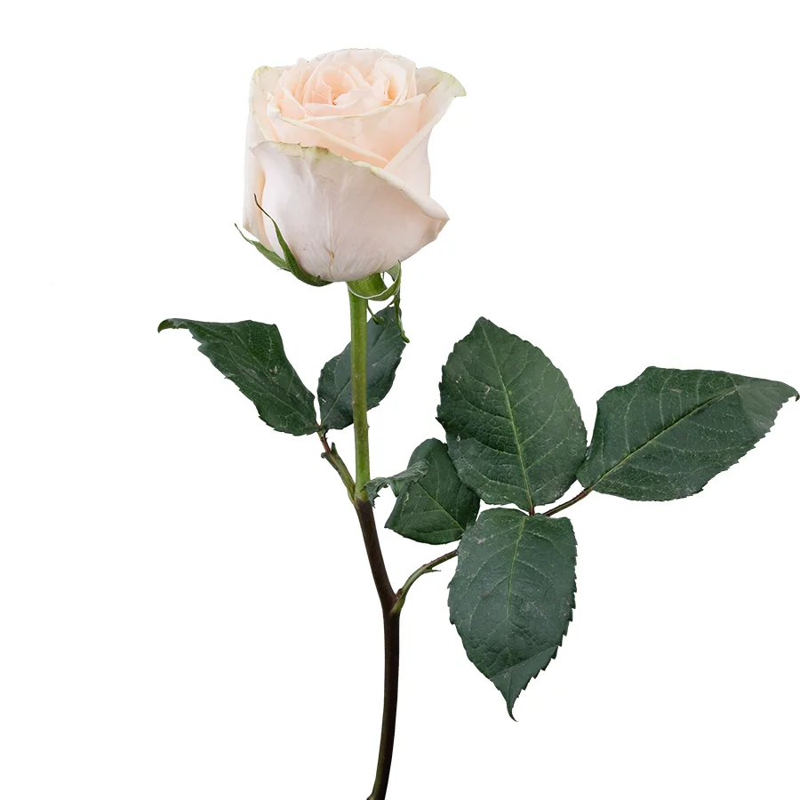 Роза садовая кремово-розовая Гарден Спирит 60 см (00320)