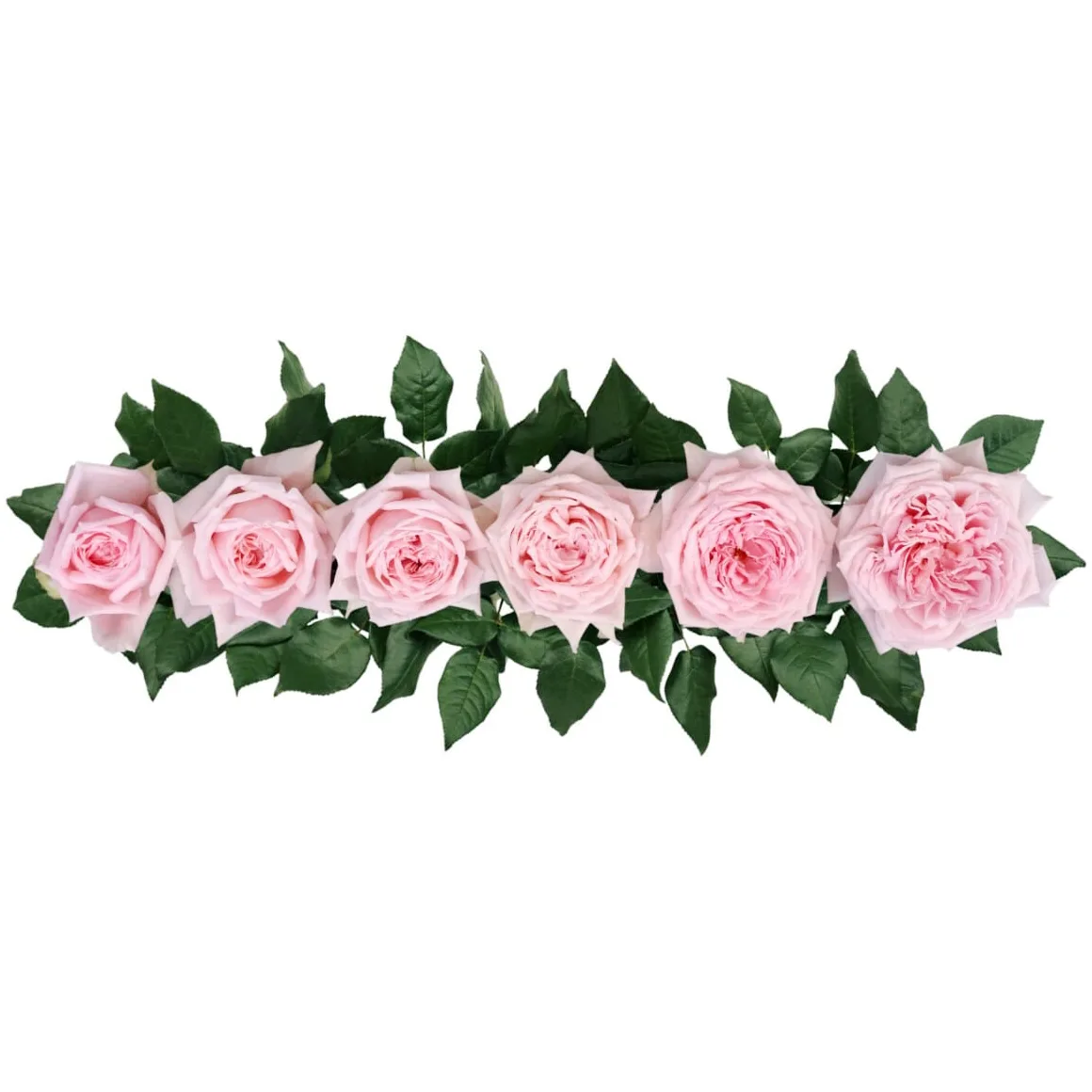 Роза садовая розовая Принцесса Хитоми (00246)