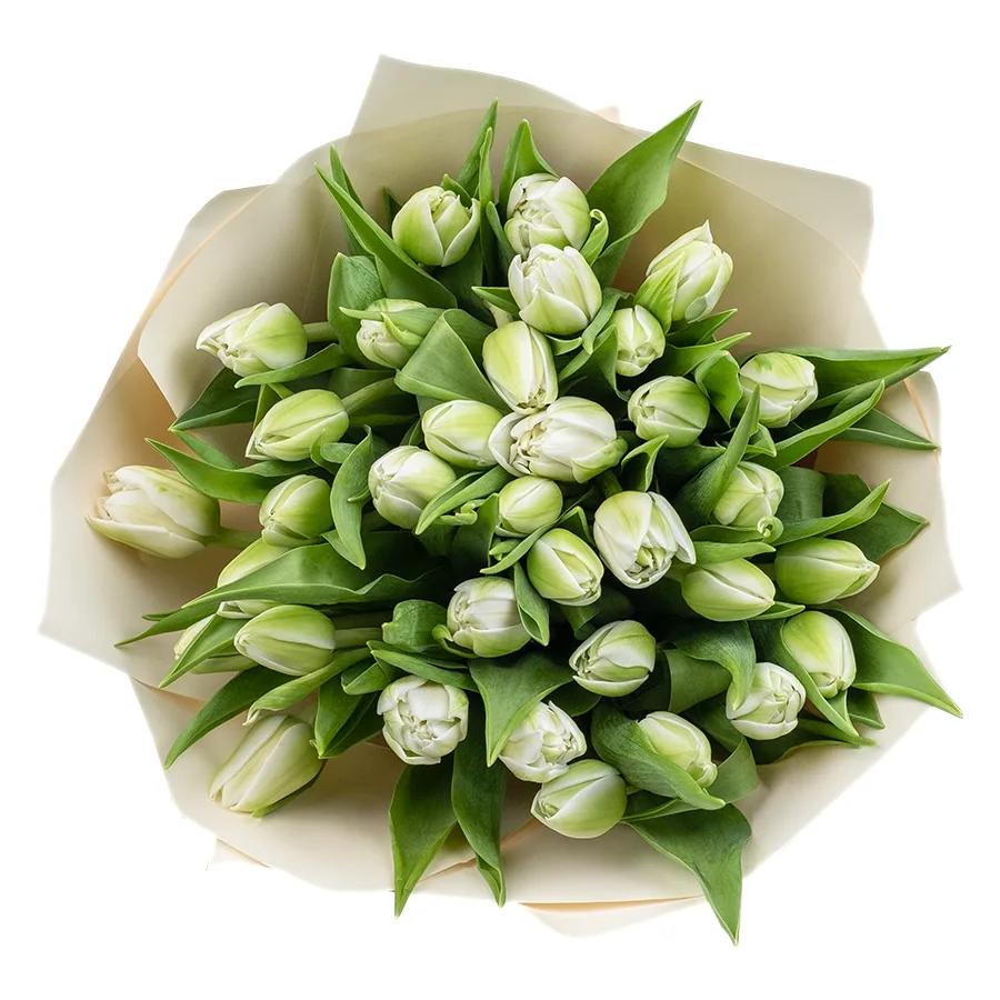 Букет из 33 белых махровых тюльпанов Вайт Херт (02457)