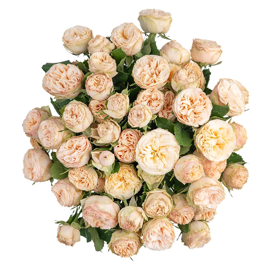 Букет из 11 персиковых кустовых роз Джентл Трендсеттер (03178)
