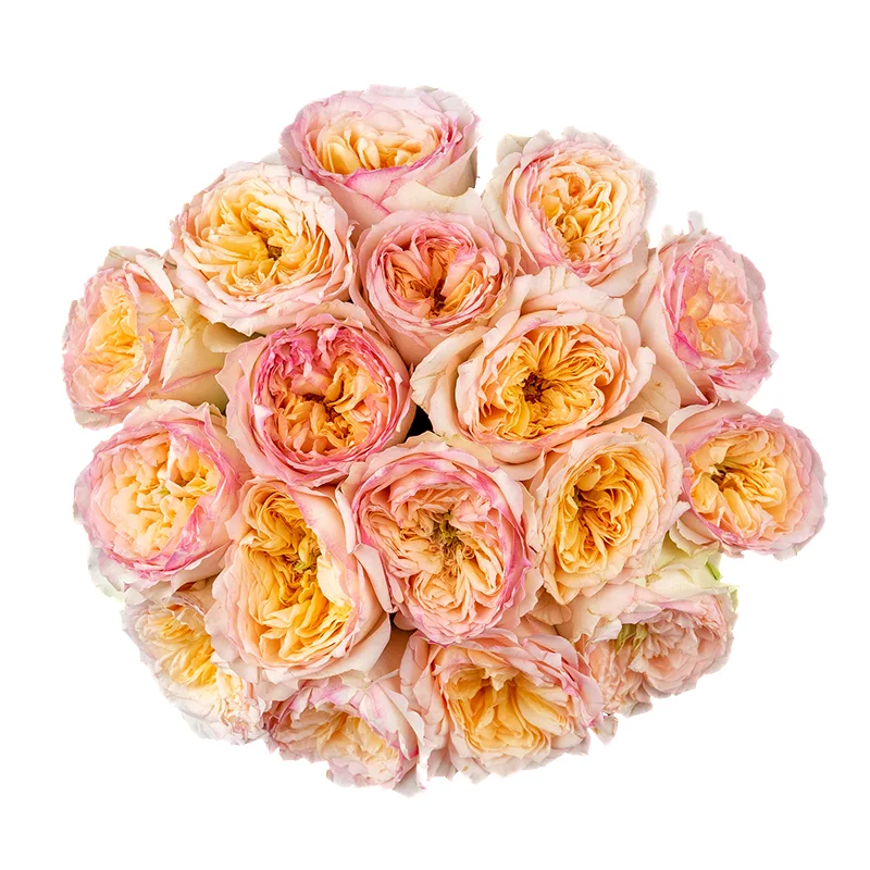 Букет из 17 кремово-розовых пионовидных роз Флешбек Саммерхаус (01421)