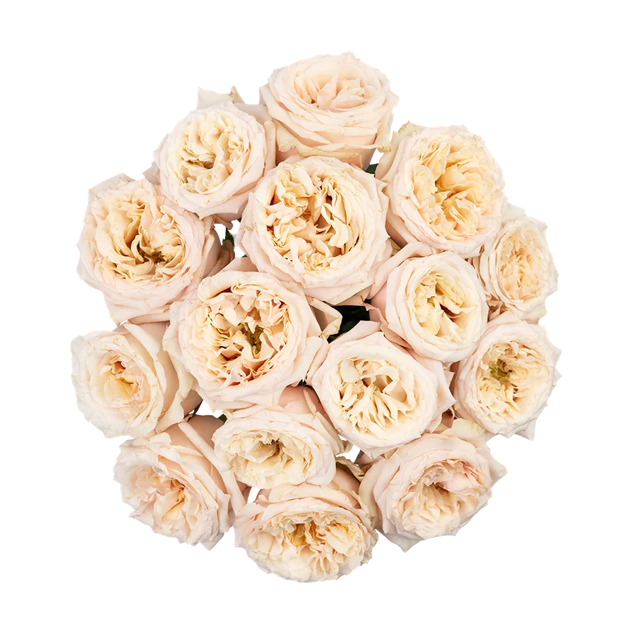Букет из 15 садовых кремовых роз Башфул (03846)