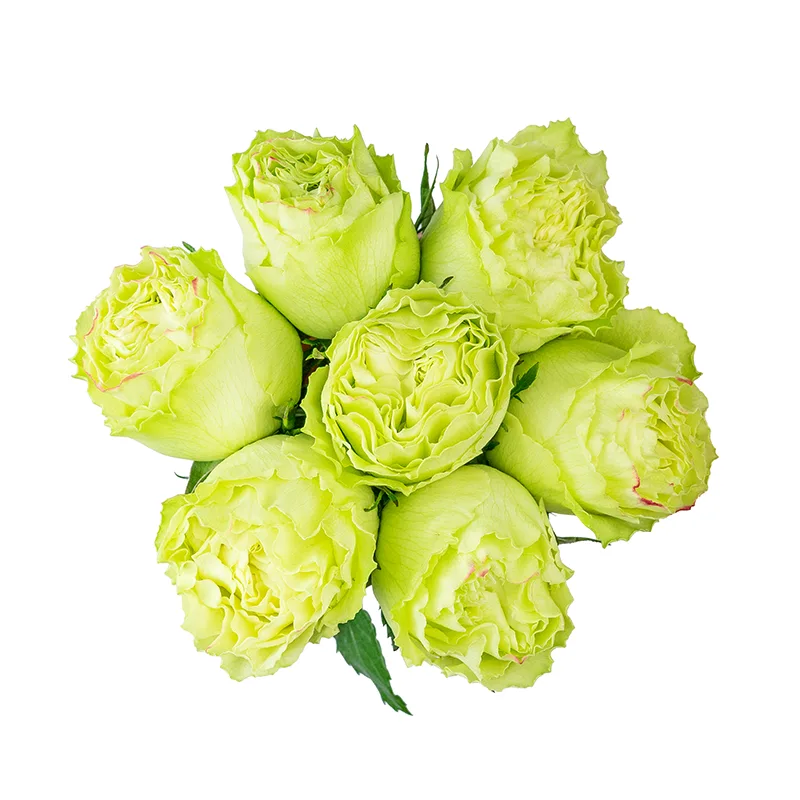 Букет из 7 нежно-салатовых роз Лимонад (01406)