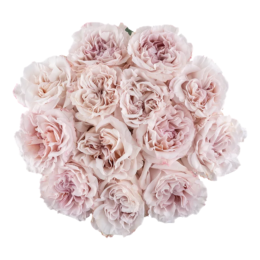 Букет из 13 садовых пыльно-сиреневых роз Паудер Пуф (03834)