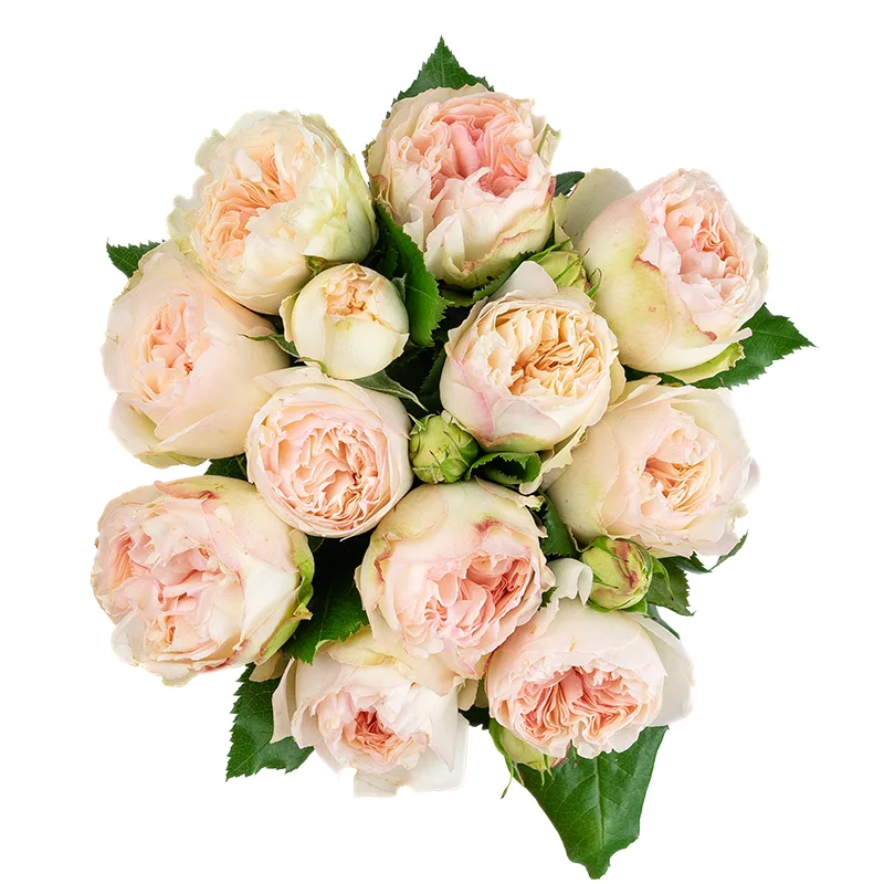 Букет из 11 кремово-розовых кустовых роз Пашмина Саммерхаус (01484)