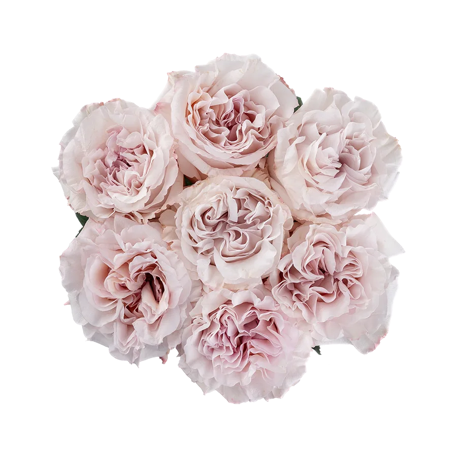 Букет из 7 садовых пыльно-сиреневых роз Паудер Пуф (03837)