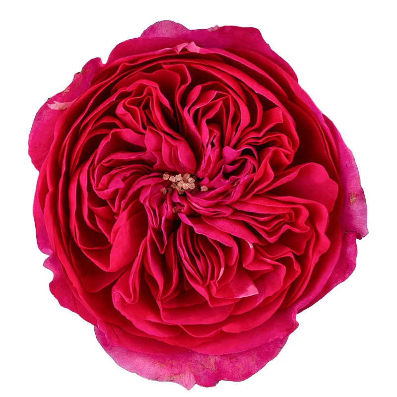 Роза садовая малиновая Баронесса (00212)
