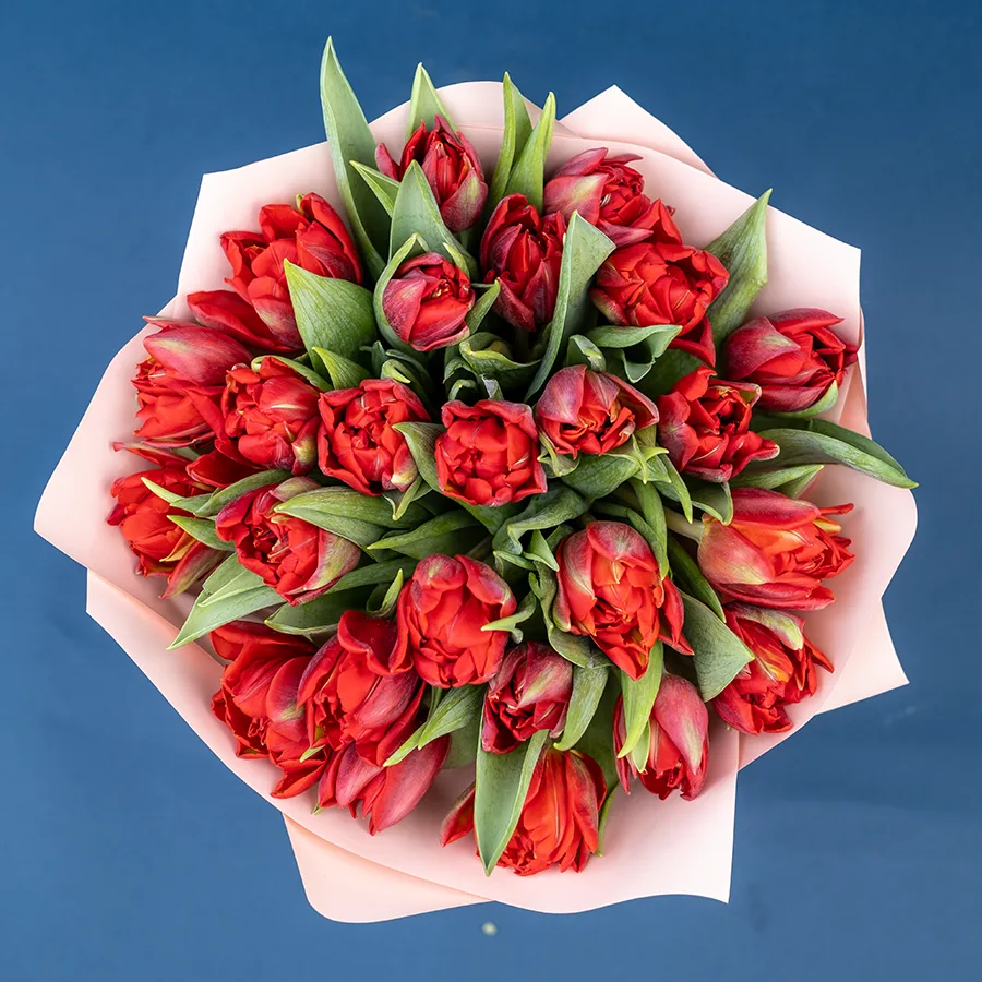 Букет из 25 красных махровых тюльпанов Ред Принцесс (02263)