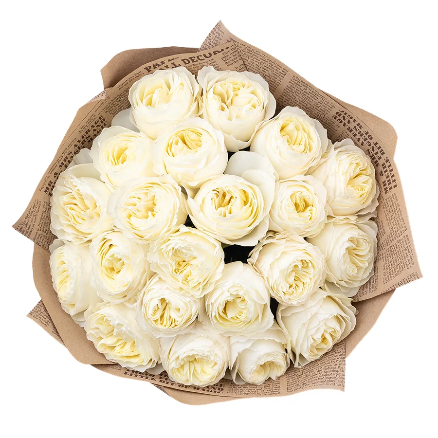 Букет из 21 бело-кремовой пионовидной розы Колдплей (02872)