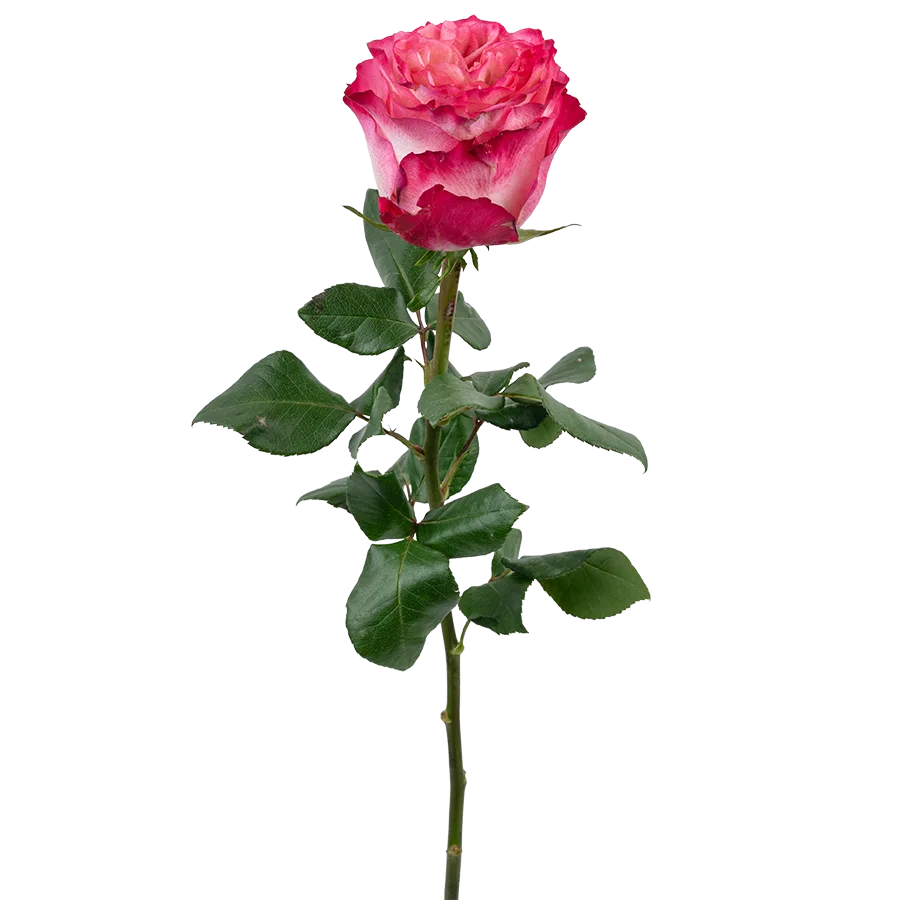 Роза ярко-малиновая Энчентмент 60 см (03856)