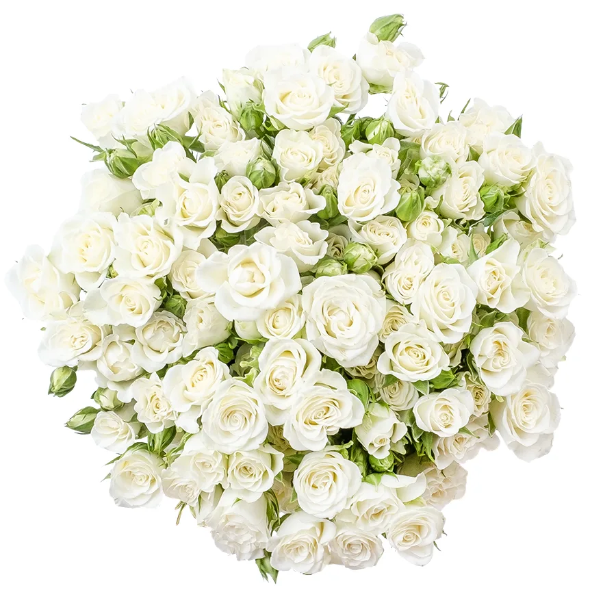 Букет из 23 белых кустовых роз Сноуфлейк (02124)