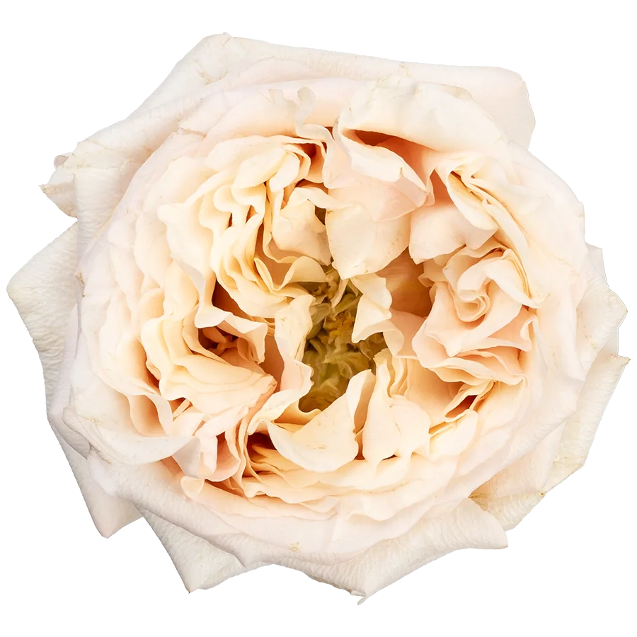 Роза садовая кремовая Башфул 60 см