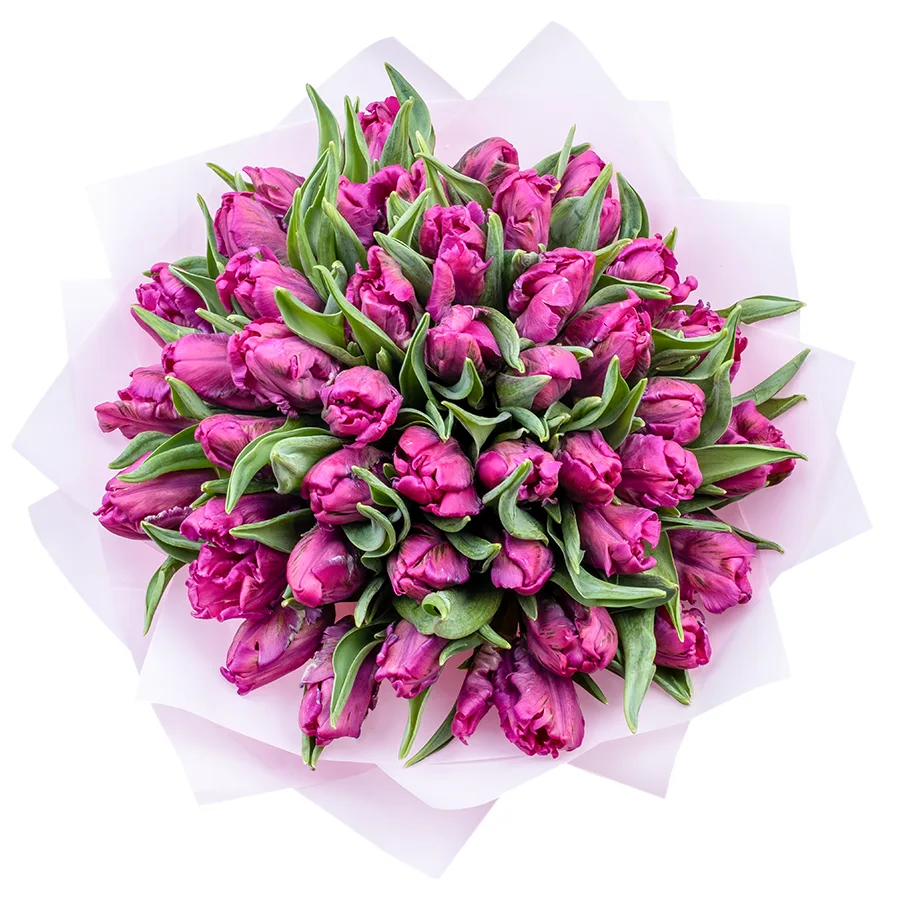 Букет из 43 фиолетовых попугайных тюльпанов Принц Пэррот (02175)