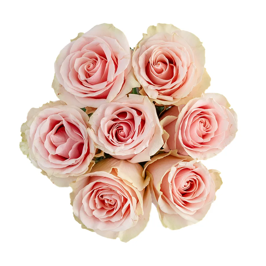 Букет из 7 светло-розовых роз Фрутетто (02225)