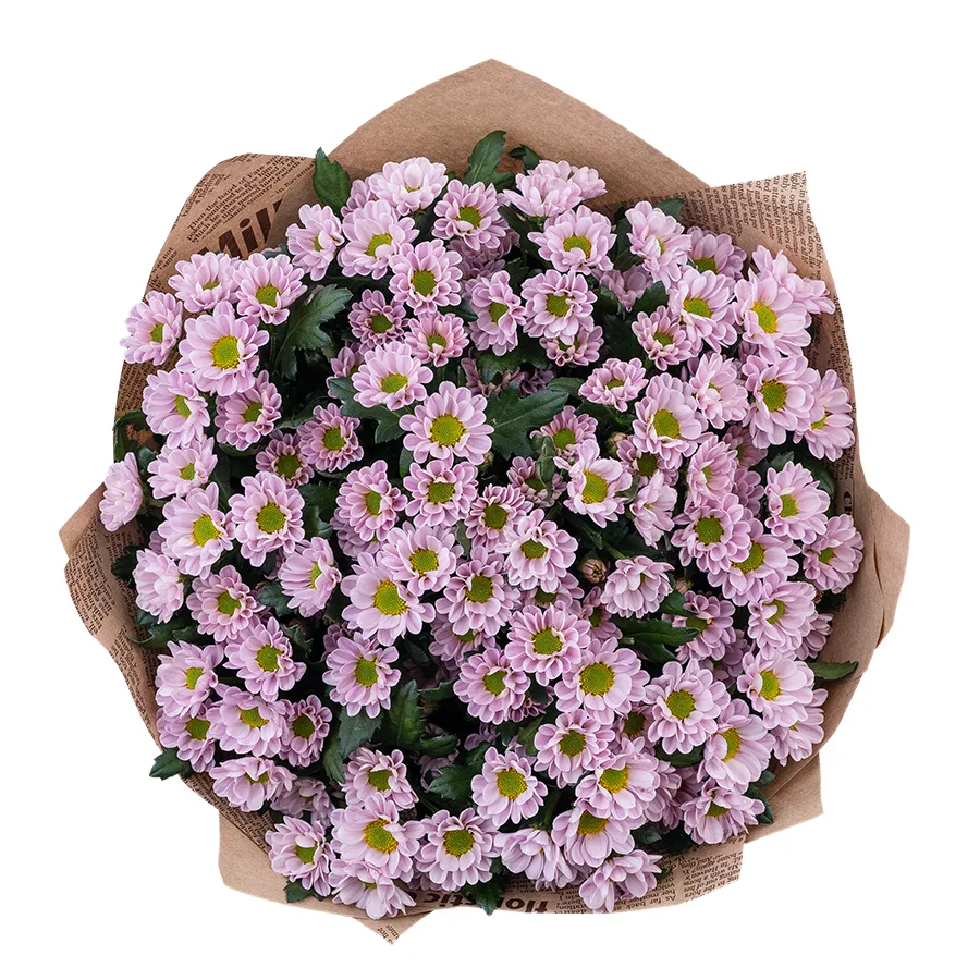 Букет из 15 нежно-розовых кустовых хризантем Сантини Росси Пинк (02838)