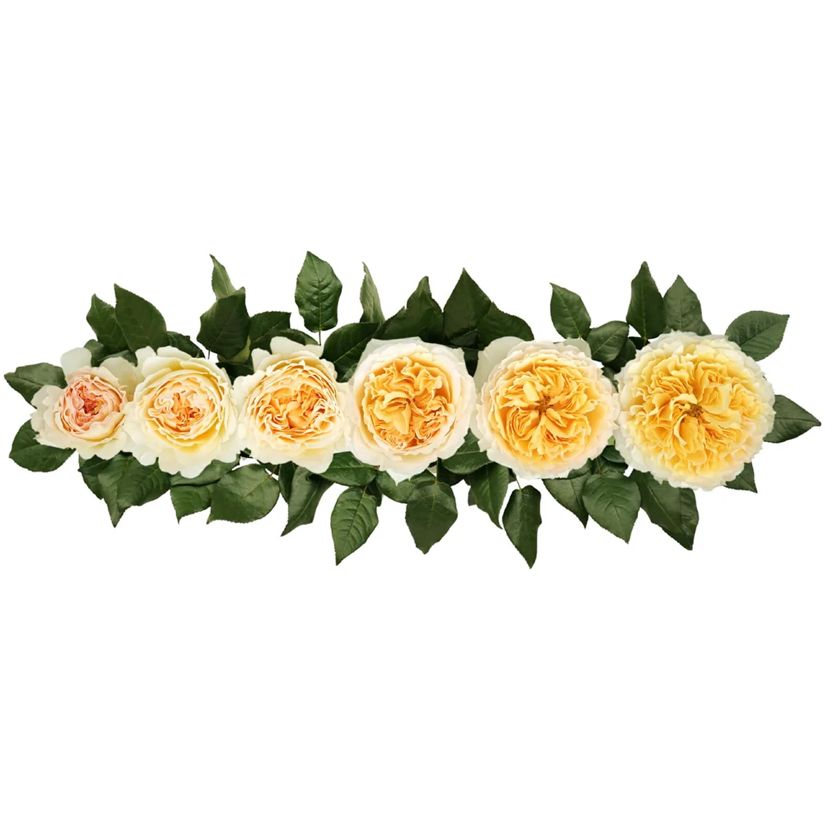 Роза садовая кремовая Дэвида Остина Беатрис (00232)
