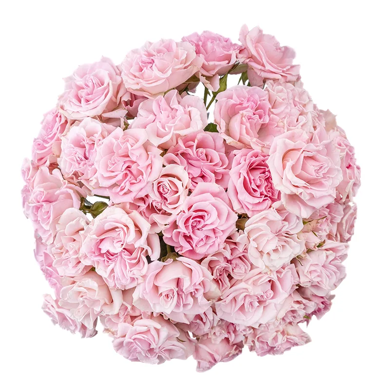 Букет из 17 розовых кустовых роз Свит Флоу (02117)