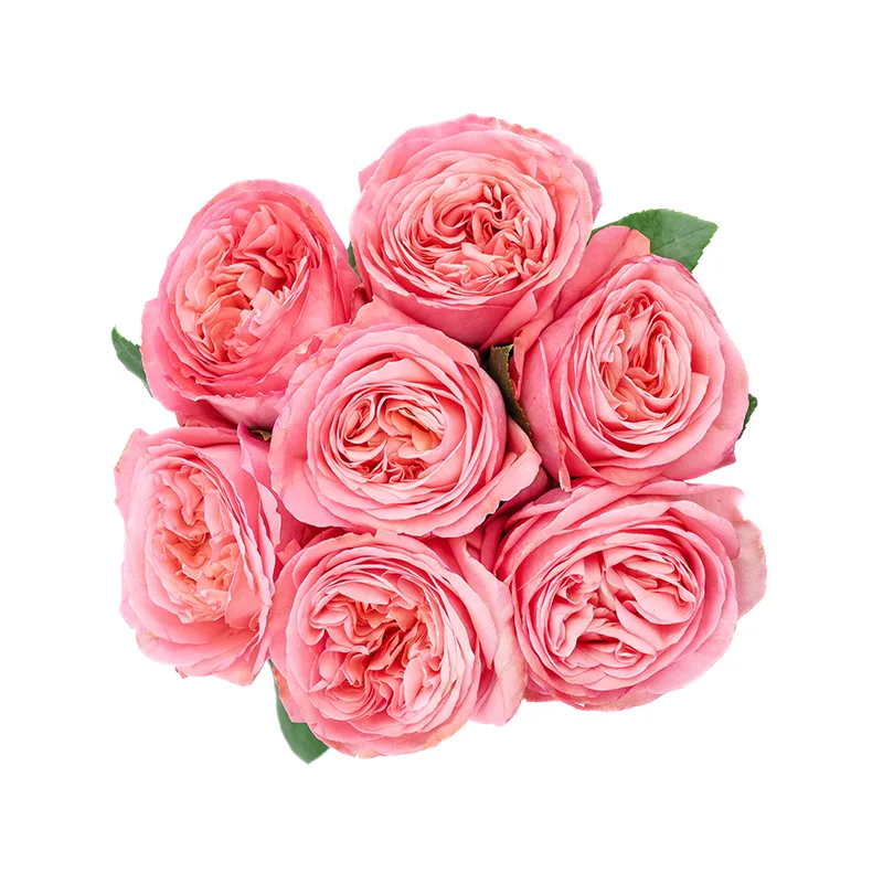 Букет из 7 ярко-розовых пионовидных роз Пинк Экспрешн (01331)