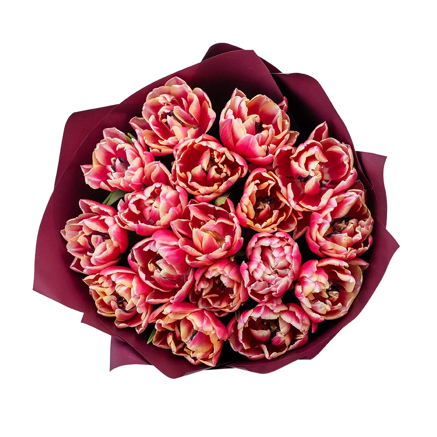 Букет из 17 красно-розовых с белой каймой махровых тюльпанов Колумбус (02206)