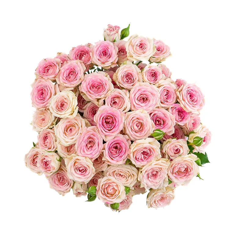 Букет из 9 розовых кустовых роз Креми Твистер (01653)