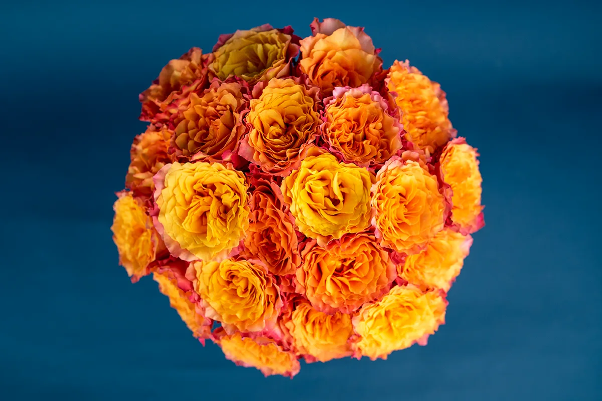 Букет из 21 оранжево-коралловой пионовидной розы Фри Спайрит (01589)