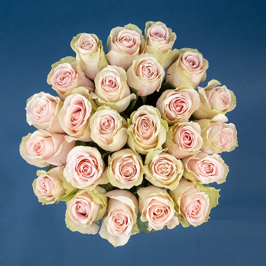 Букет из 25 светло-розовых роз Фрутетто (02131)
