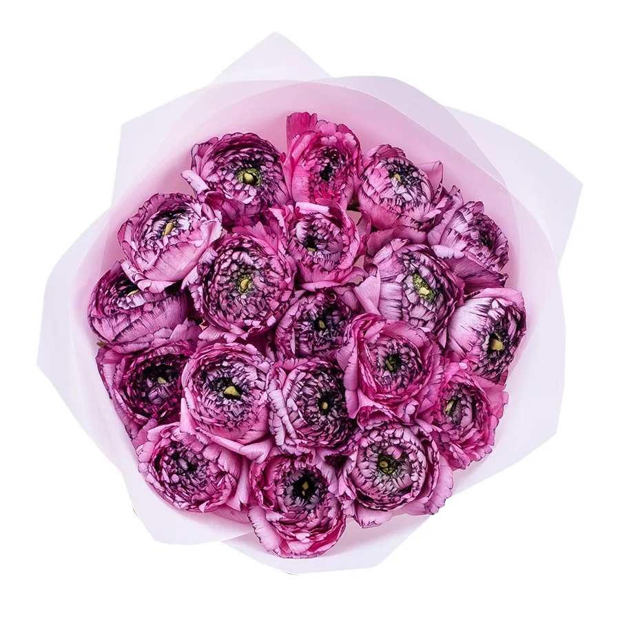 Букет из 19 розовых с фиолетовым ранункулюсов Элеганс Стриато Роза (02169)