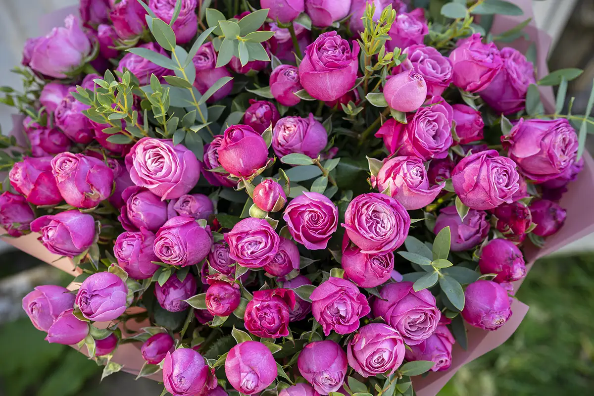 Букет из малиновых кустовых роз Леди Бомбастик (01119)