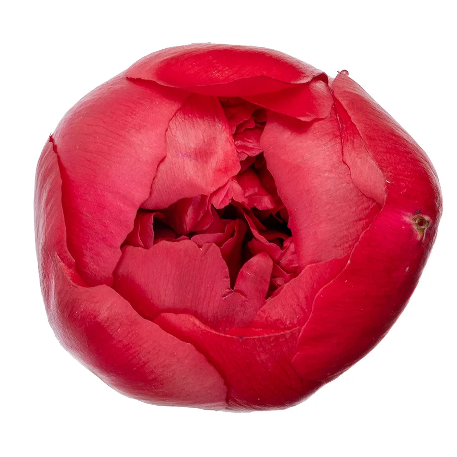 Пион красно-малиновый Комманд Перфоманс 60 см (00471)
