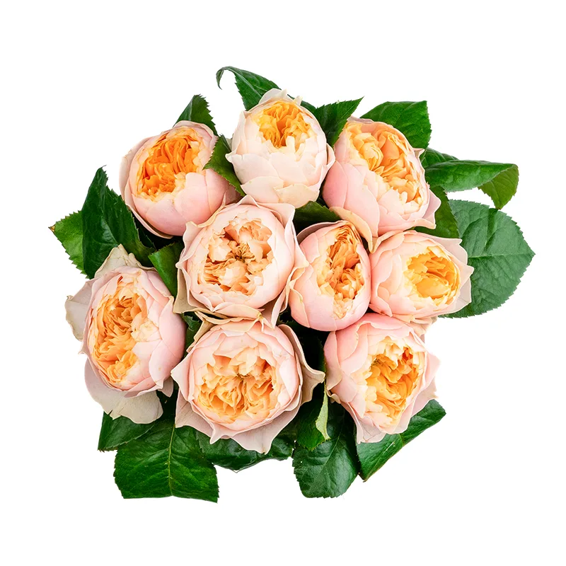 Букет из 9 персико-розовых пионовидных роз Романтик Вувузела (01622)