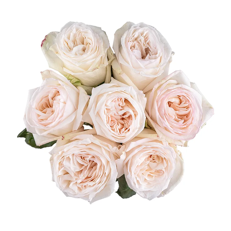 Букет из 7 ароматных белых садовых роз Вайт О'Хара (01775)