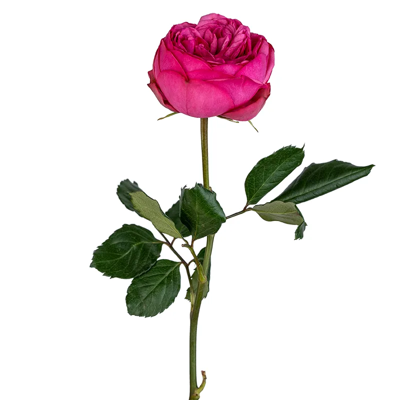 Роза садовая ярко-розовая Пинк Пиано (00244)