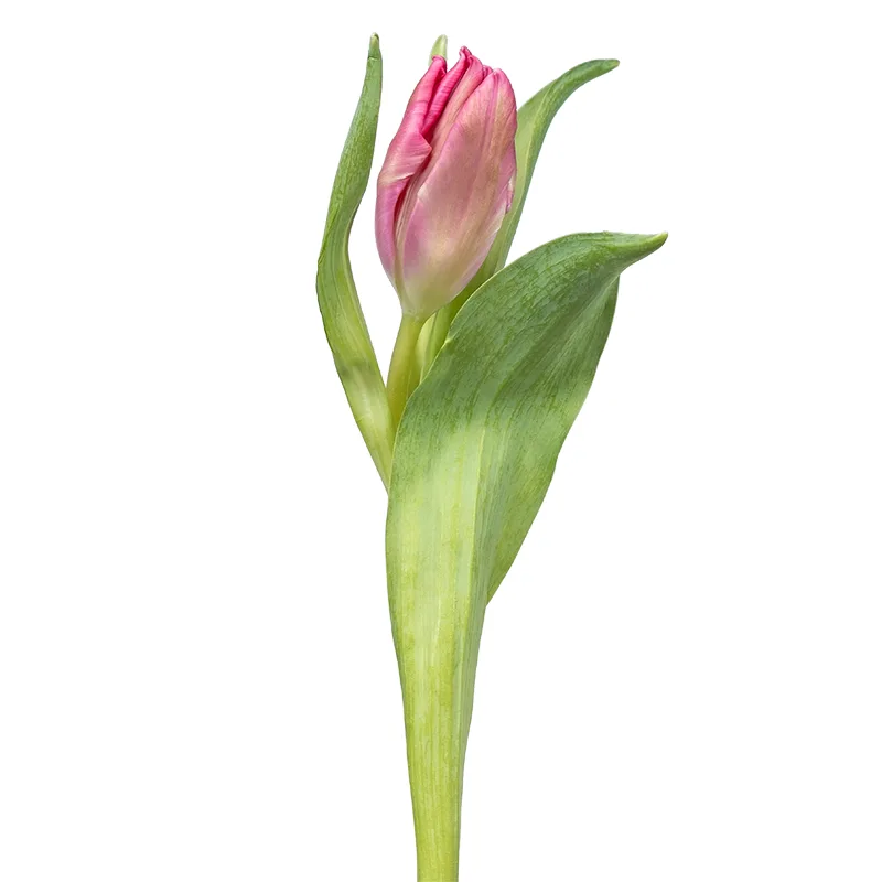 Тюльпан попугайный розовый с зелёным Марвел Пэррот (00439)