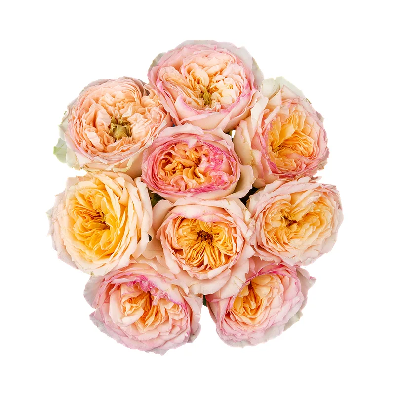 Букет из 9 кремово-розовых пионовидных роз Флешбек Саммерхаус (01425)