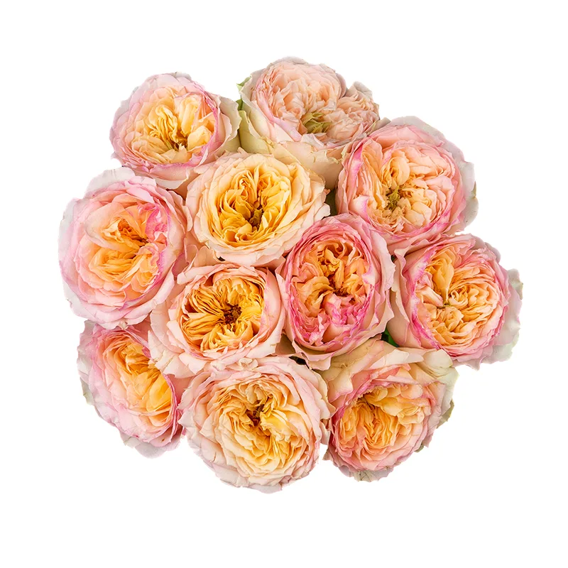 Букет из 11 кремово-розовых пионовидных роз Флешбек Саммерхаус (01424)
