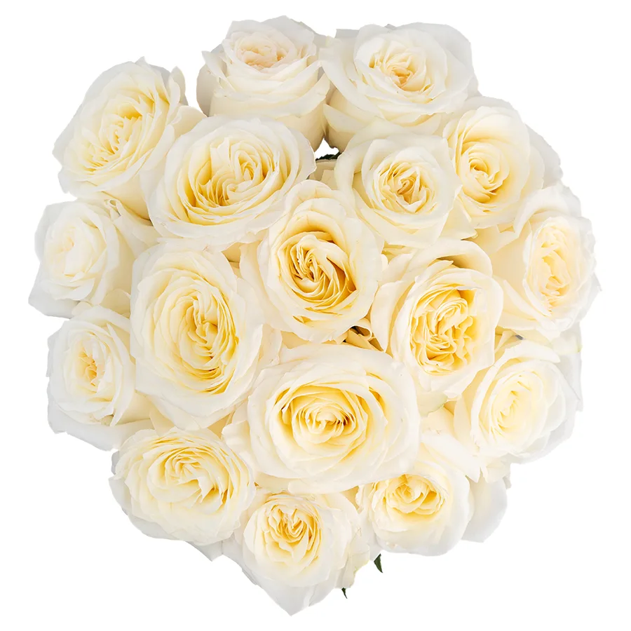 Букет из 17 бело-кремовых пионовидных роз Кэндллайт (03162)
