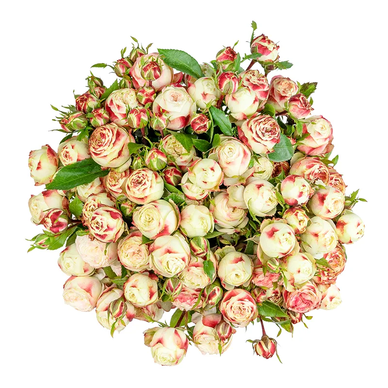 Букет из 13 бело-красных кустовых роз Латин Помпон Фрилендер (01504)