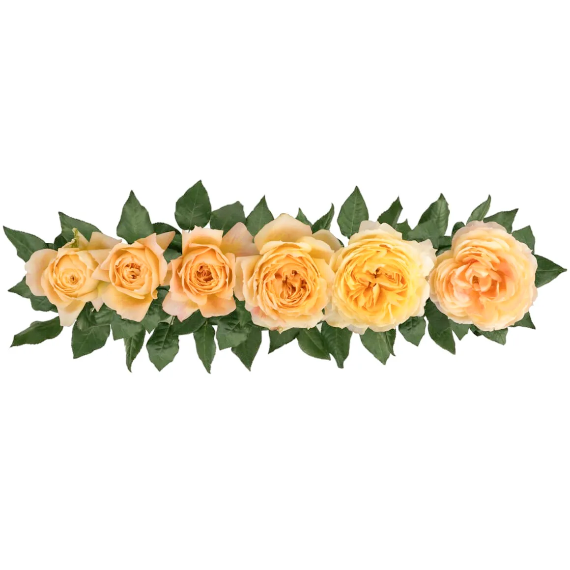 Роза садовая кремовая Карамель Антик (00226)
