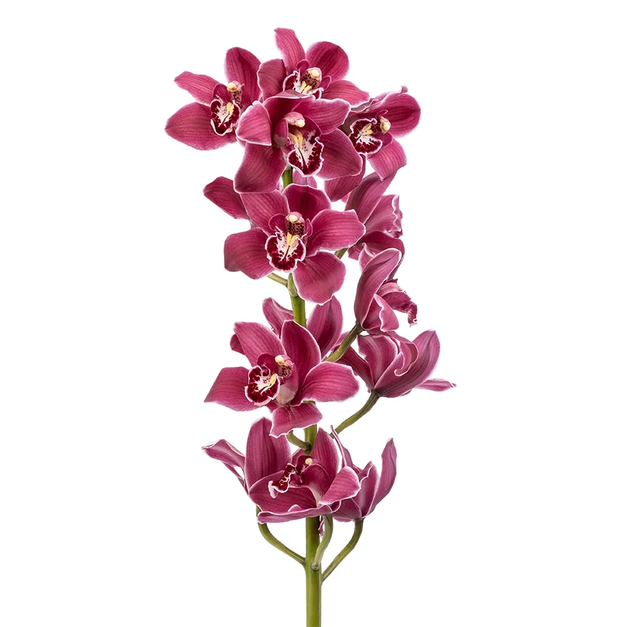 Орхидея Цимбидиум красная ветка (00533)