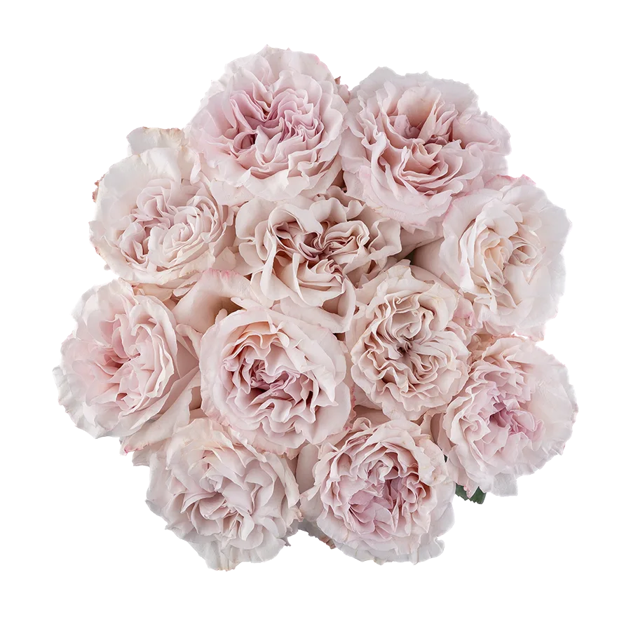 Букет из 11 садовых пыльно-сиреневых роз Паудер Пуф (03835)