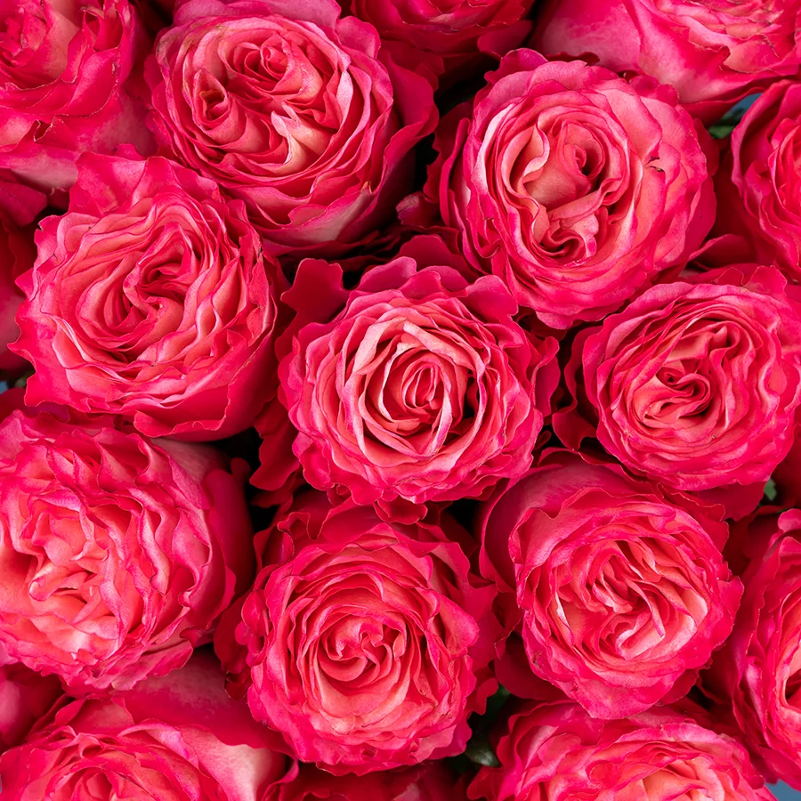 Букет из 21 ярко-малиновой розы Энчентмент (03857)