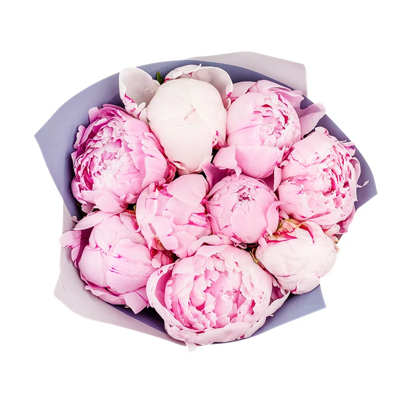 Букет из 9 розовых пионов Сара Бернар (01221)
