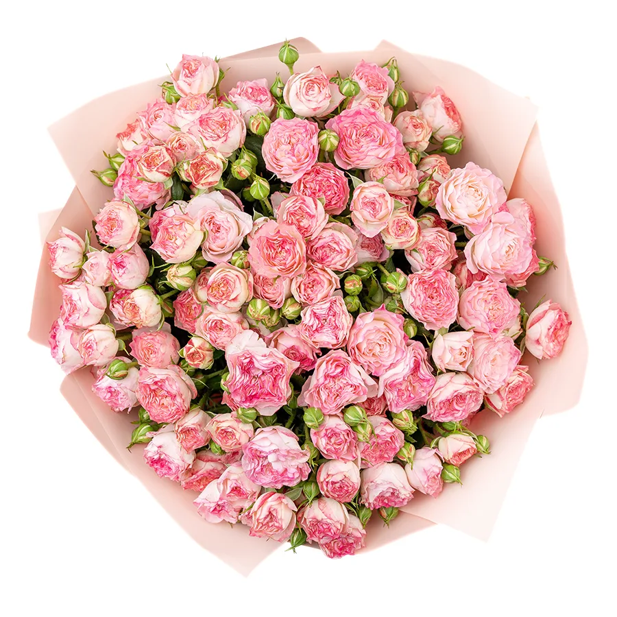 Букет из 23 нежно-розовых с яркими краями кустовых роз Свит Старс (02596)
