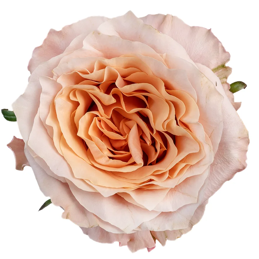 Роза садовая розово-персиковая Шиммер 60 см