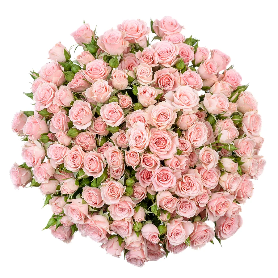 Букет из 19 светло-розовых кустовых роз Лидия (02587)