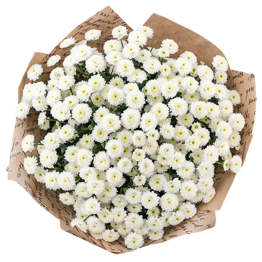 Букет из 23 белых кустовых хризантем Сантини Калимеро Сноу (02685)