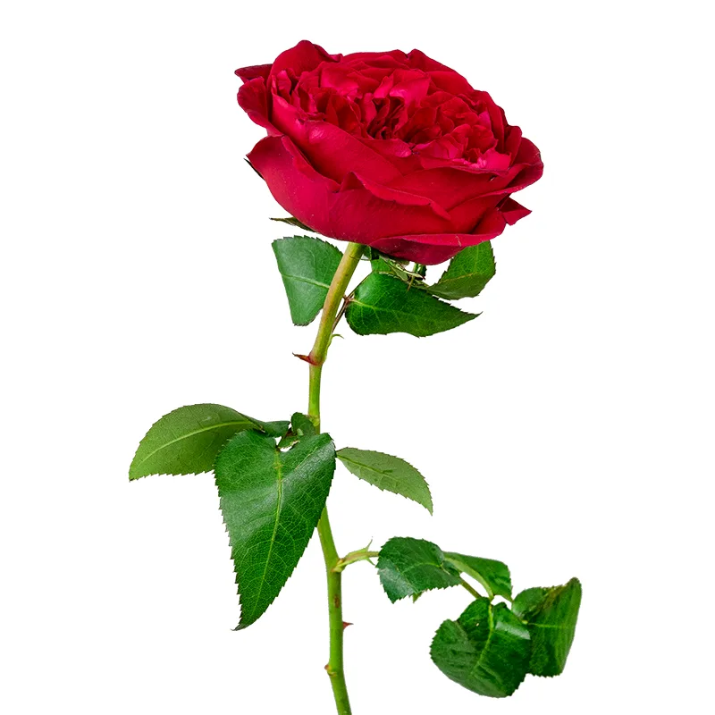 Роза садовая красная Дэвида Остина Тесс (00240)