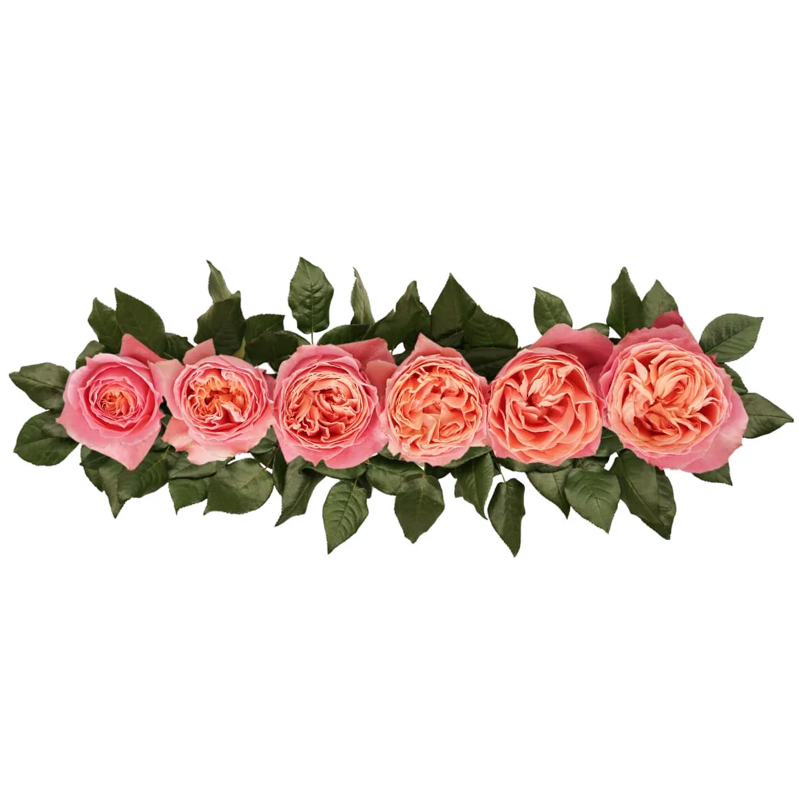 Роза садовая коралловая Роза Ловз Ми (00253)